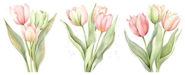 PNG Delicate watercolor tulip illustrations, element set on transparent background