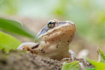 Close-Up of a Forest Frog Resting on the Ground