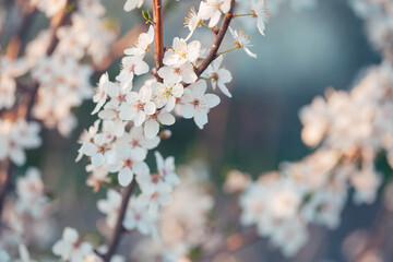 Soft Spring Blossoms in Morning Light