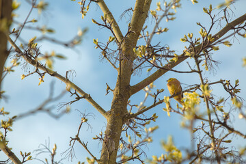 Yellow Bird Perched in Blooming Tree against Blue Sky