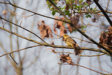 Yellow Bird on Bare Branch in Woodland Setting.
