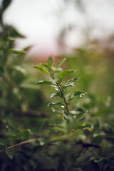 Close-up of Rainy Green Leaves in Soft Focus with Moody Background