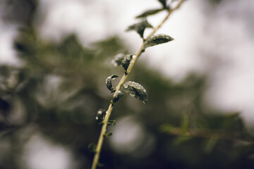 Raindrops on Slanted Branch with Dramatic Soft Bokeh Background