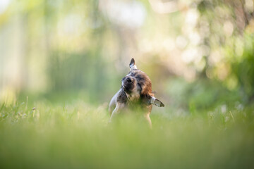 Chinese Crested Puppy Shaking in Grass with Morning Sunlight and Soft Bokeh, Hairless