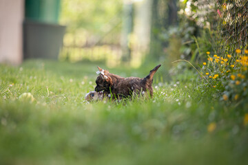 Chinese Crested Puppies Playing in Spring Garden, Taped Ears