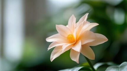 Fototapeta premium A soft pink lotus flower gracefully blooms, symbolizing purity and tranquility. Its delicate petals radiate beauty, capturing the serene essence of nature. A true floral marvel.