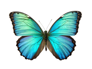 Fototapeta premium Vibrant blue morpho butterfly isolated png ai