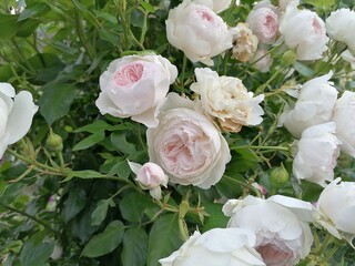 close-up of light pink peonies on the bush in the garden