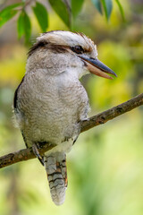 Laughing Kookaburra - Dacelo novaeguineae, beautiful large kingfisher from forests of New Zealand and Australia.