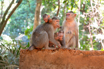 Barbary macaque ape, rhesus monkey family with baby, wildlife of Goa India, jungle and rainforest...