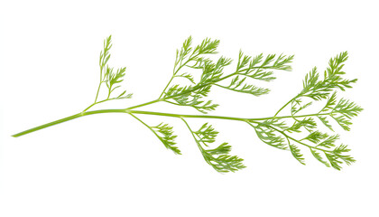 Fototapeta premium One green carrot twig isolated on white