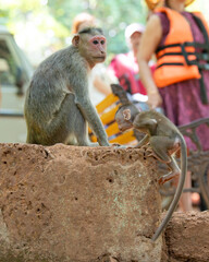 Barbary macaque ape, rhesus monkey mother with baby, tourism and wildlife of Goa India, jungle and...