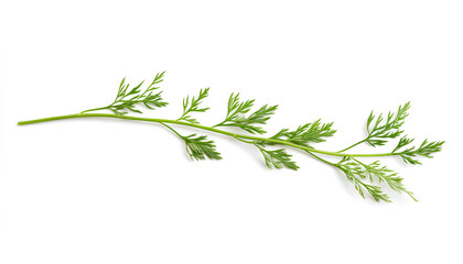 Fototapeta premium One green carrot twig isolated on white
