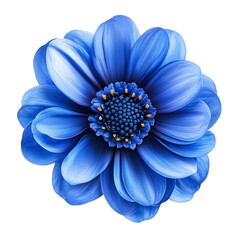blue flower isolated on white