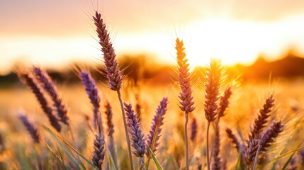 Fototapeta premium Golden wheat spikes illuminated by the warm glow of the setting sun, embodying the essence of nature's bounty and the transformative power of light in agriculture.