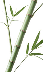 Obraz premium Green Bamboo Stems with Leaves – Isolated on White Background. Transparent PNG. AI Generated