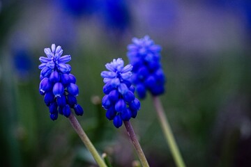 Traubenhyazinthen im Garten