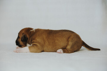 american staffordshire terrier puppy