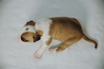 american staffordshire terrier puppy
