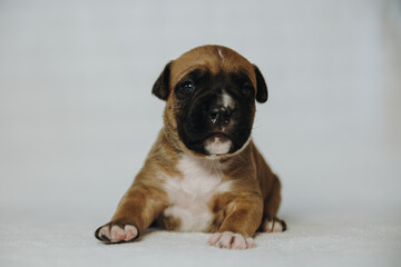 american staffordshire terrier puppy