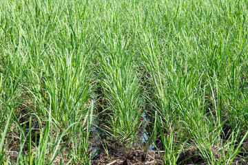 Rice field in countryside of India, plants standing in the water, agriculture plantation, cultivated food supply in Asia