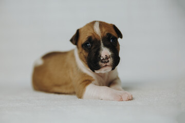 american staffordshire terrier puppy