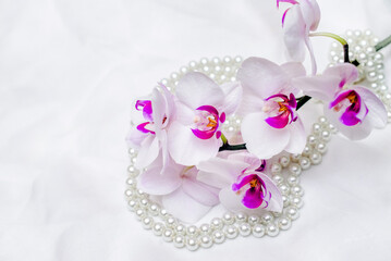 The branch of white orchids on white fabric background
