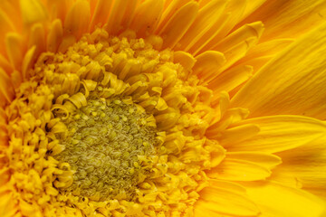 yellow petal of bright sun yellow flower head, detail close up, macro, dull frame, head on