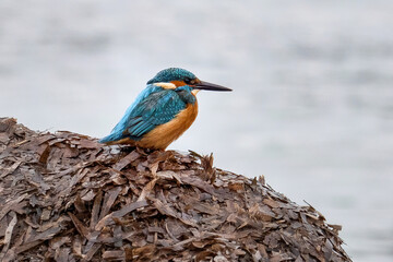 Kingfisher perched on vegetation by the water's edge