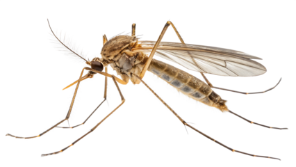 Detailed closeup of a mosquito insect png ai
