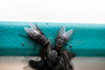 Large Flies Close Up on Natural Surface