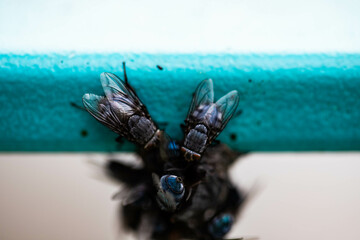 Large Flies Close Up on Natural Surface