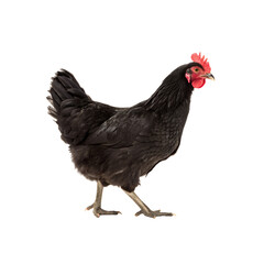 Fototapeta premium Black chicken isolated on white
