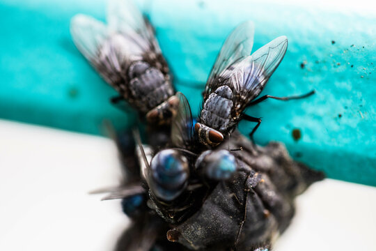 Large Flies Close Up on Natural Surface