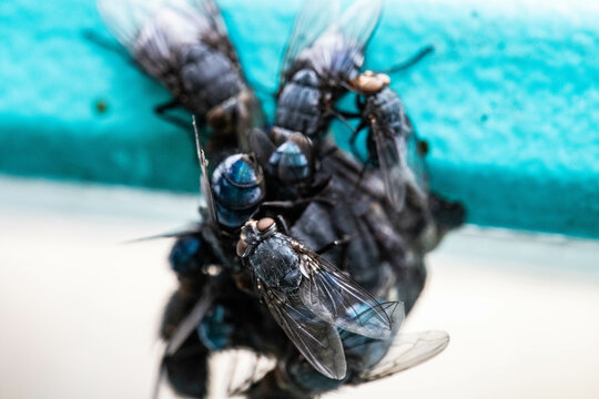 Large Flies Close Up on Natural Surface