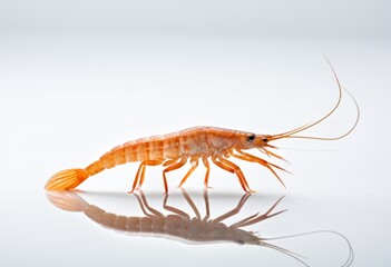 White-faced giraffe shrimp with long legs