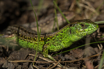 Two lizards green and brown, with brown and black spots on the back, lying on the ground among grass and fallen leaves.
