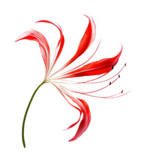 Naklejka premium PNG A single Spider Lily petal petals background botanical.