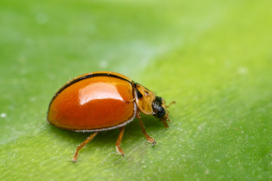 Macro of bug insect (Ladybug) on leaf in nature