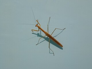 Mantidae close up photo, Mantis religiosa