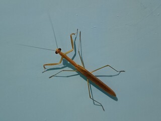 Mantidae close up photo, Mantis religiosa