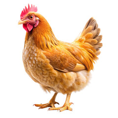 Fototapeta premium chicken on white background