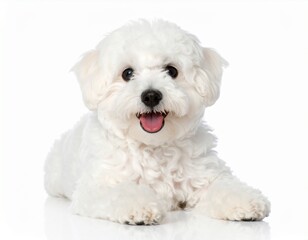 Obraz premium A fluffy white dog with a joyful expression, lying down on a white background, exuding cuteness and warmth.