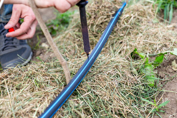 A man installs a drip irrigation system in a garden by melting a HDPE pipe with a hole punch to...