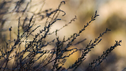 Vue rapprochée de feuilles de fougère rouges et de bruyères sauvages, dans la forêt des Landes de Gascogne