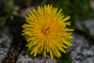 Dandelion Growing Through Asphalt Urban Nature: Dandelions and Concrete