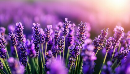 Obraz premium Lavender field in bloom