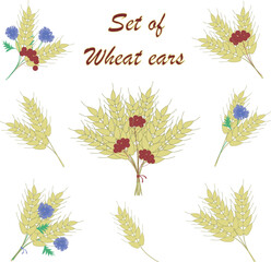 Vector wheat ears collection
