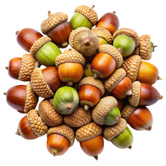 acorns and oak acorns