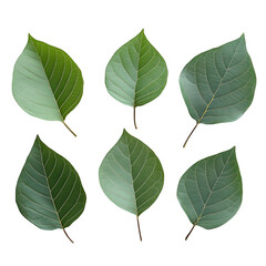 Fototapeta premium 6 green leaves next to each other